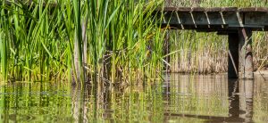 Trzcina wodna i czysta woda